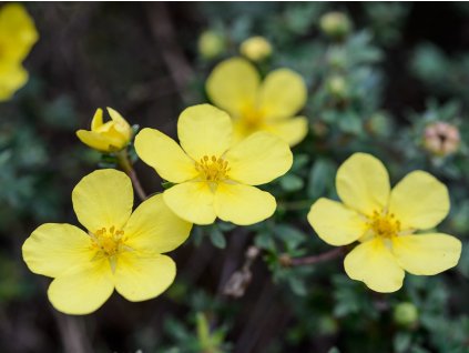Mochna křovitá 'Elizabeth'  Potentilla fruticosa 'Elizabeth'