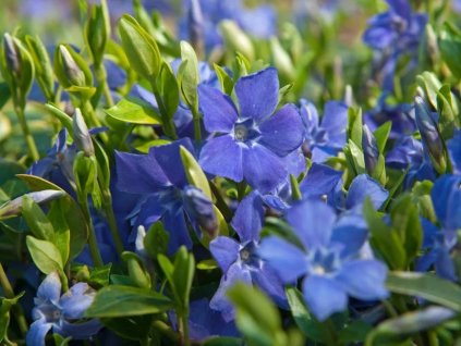 Barvínek menší 'Blue and Gold' - Vinca minor 'Blue and Gold'  Vinca minor 'Blue and Gold'