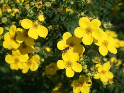 Mochna křovitá 'Goldfinger'  Potentilla fruticosa 'Goldfinger'