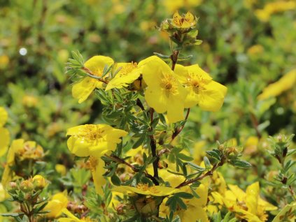 Mochna křovitá 'Goldstar'  Potentilla fruticosa 'Goldstar'