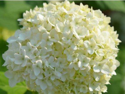 Hortenzie velkolistá 'Samantha'  Hydrangea macrophylla 'Samantha'