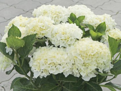 Hortenzie velkolistá Saxon® 'Bright White'  Hydrangea macrophylla Saxon® 'Bright White'