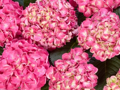 Hortenzie velkolistá 'Serenity Pink'®  Hydrangea macrophylla 'Serenity Pink'®