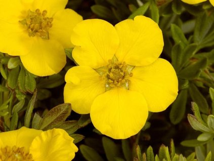 Mochna křovitá 'Klondike'  Dasiphora fruticosa 'Klondike'