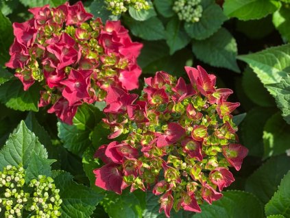 Hortenzie velkolistá 'Speedy Red Improved®'  Hydrangea macrophylla 'Speedy Red Improved®'
