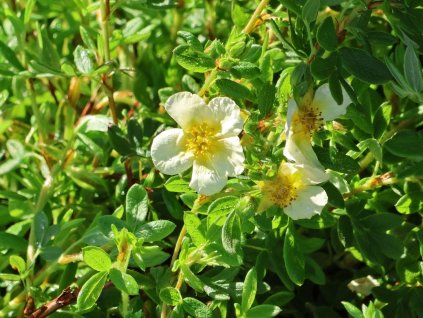 Mochna křovitá 'Limelight'  Potentilla fruticosa 'Limelight'