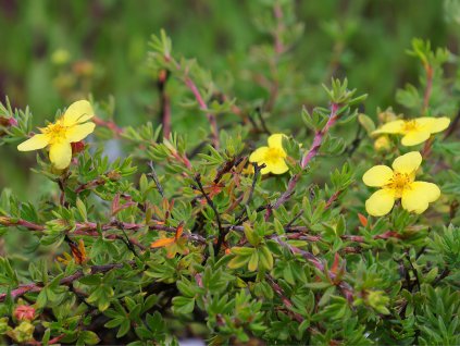 Mochna křovitá 'Longacre'  Potentilla fruticosa 'Longacre'