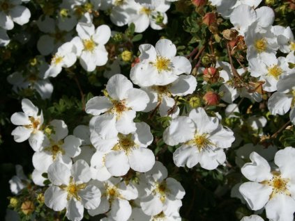 Mochna křovitá 'Manchu'  Potentilla fruticosa 'Manchu'