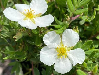 Mochna křovitá 'McKay's White'  Potentilla fruticosa 'McKay's White'