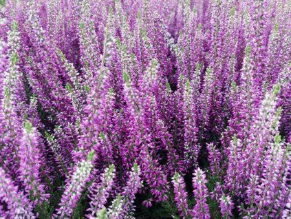 Vřes obecný Beauty Ladies 'Luka'  Calluna vulgaris  Beauty Ladies 'Luka'