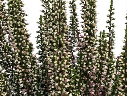 Vřes obecný Beauty Ladies 'Lyna'  Calluna vulgaris Beauty Ladies 'Lyna'