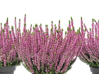 Vřes obecný Beauty Ladies 'Mia'  Calluna vulgaris Beauty Ladies 'Mia'