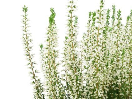 Vřes obecný Beauty Ladies 'Viva'  Calluna vulgaris Beauty Ladies 'Viva'