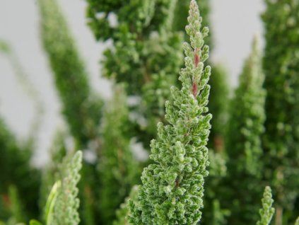 Vřes obecný SKYLINE 'Cologne'  Calluna vulgaris SKYLINE 'Cologne'