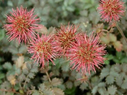 Acéna Buchananova - Acaena buchananii  Acaena buchananii