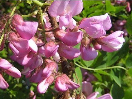 macro