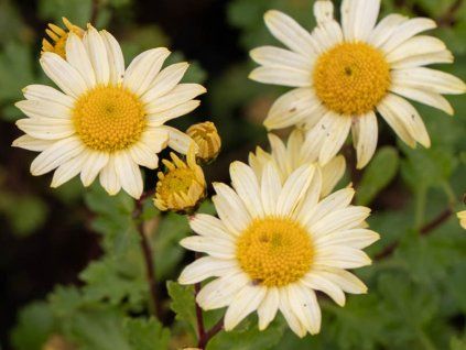 Arktická kopretina 'Schwefelglanz' - Arctanthemum arcticum 'Schwefelganz'  Arctanthemum arcticum 'Schwefelganz'