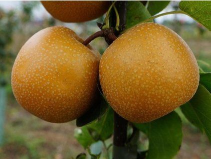 Asijská hrušeň 'Hayatama'  Pyrus pyrifolia 'Hayatama'