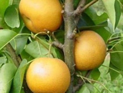 Asijská hrušeň 'Chosuko'  Pyrus pyrifolia 'Chosuko'