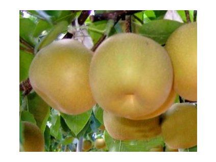 Asijská hrušeň 'Man Sun Gil'  Pyrus pyrifolia 'Man Sun Gil'