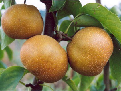 Asijská hrušeň 'Nutiika'  Pyrus pyrifolia 'Nutiika'