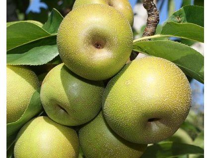 Asijská hrušeň 'Pinguli'  Pyrus pyrifolia 'Pinguli'