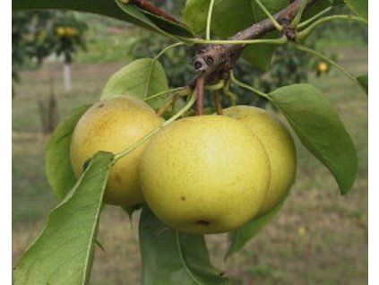 Asijská hrušeň 'Punk-Su'  Pyrus pyrifolia 'Punk-Su'