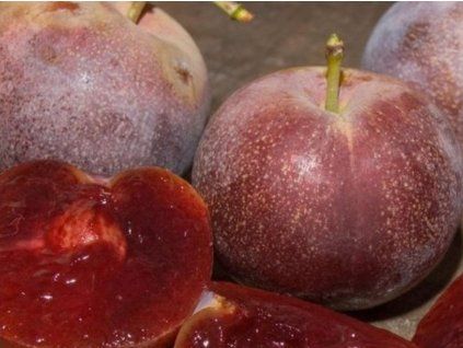 Japonská švestka 'Dezertnaja'  Prunus salicina 'Dezertnaja'