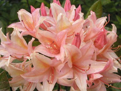 Azalka 'Chanel'  Azalea 'Chanel'
