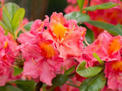 35514 3 azalea sarina 1
