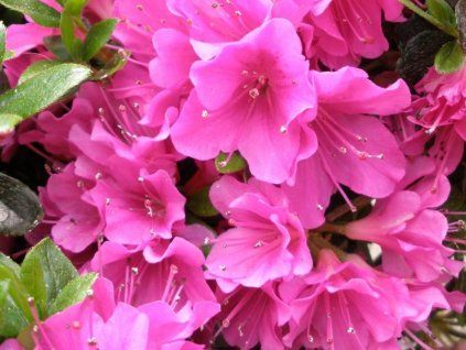 Japonská azalka 'Geisha Purple'  Azalea japonica 'Geisha Purple'