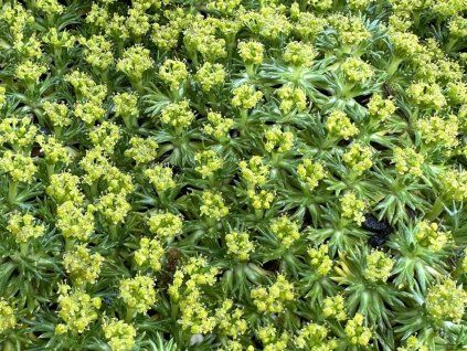 azorela minima