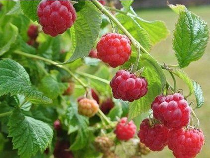 ruby b