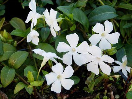 vinca