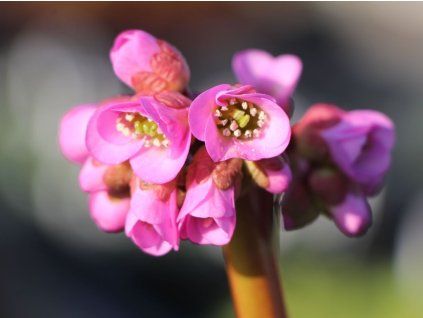 Bergénie srdčitolistá 'Rotblum' - Bergenia cordifolia 'Rotblum'  Bergenia cordifolia 'Rotblum'