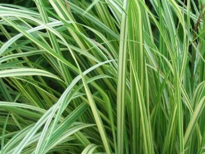 Bezkolenec modrý 'Variegata' - Molinia caerulea 'Variegata'  Molinia caerulea 'Variegata'