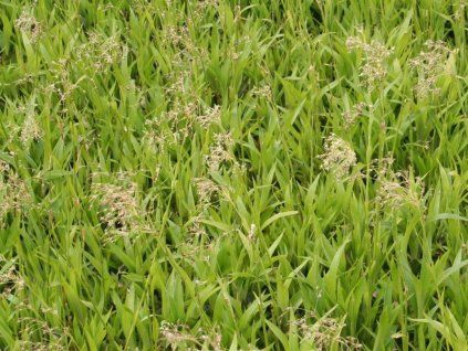 Bika lesní 'Auslese' - Luzula sylvatica 'Auslese'  Luzula sylvatica 'Auslese'