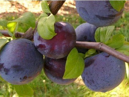 Japonská švestka 'Angeleno'  Prunus salicina ´Angeleno´