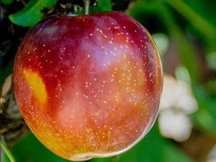 Bluma 'Casselman'  Prunus domestica subsp. italica 'Casselman'