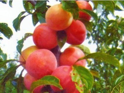 Bluma 'Gouota'  Prunus domestica subsp. italica ´Gouota´