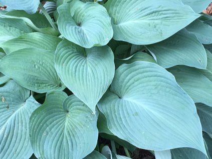 Bohyška 'Blue Angel' - Hosta 'Blue Angel'  Hosta 'Blue Angel'
