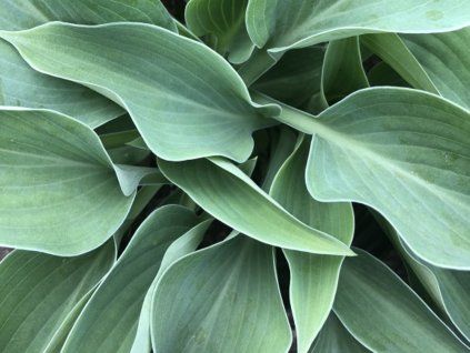 Bohyška 'Blue Cadet'- Hosta 'Blue Cadet'  Hosta 'Blue Cadet'