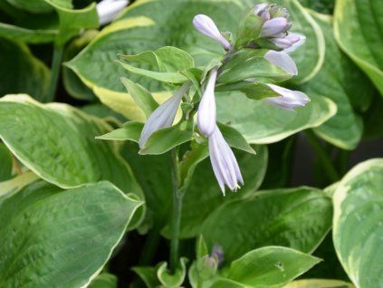 Bohyška 'Christmas Tree' - Hosta 'Christmas Tree'  Hosta 'Christmas Tree'