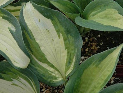 Bohyška 'Lakeside Cupcake'  Hosta 'Lakeside Cupcake'