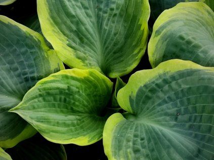 Bohyška 'Pizzazz' - Hosta 'Pizzazz'  Hosta 'Pizzazz'