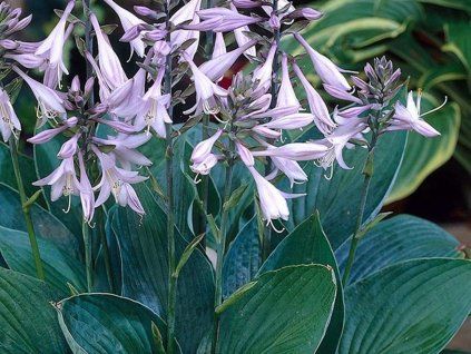 Bohyška Fortunova 'Hyacinthina' - Hosta fortunei 'Hyacinthina'  Hosta fortunei 'Hyacinthina'