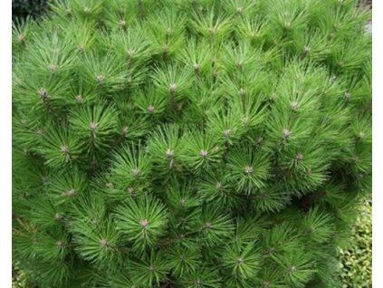 Borovice �ern� �Nana� (Balen� kontejner C5, v��ka 50-60 cm)