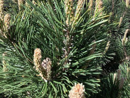 Borovice kleč 'Gnom'  Pinus mugo 'Gnom'