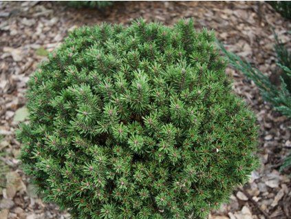 Borovice kleč 'Kostelnicek'  Pinus mugo 'Kostelnicek'