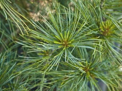 Borovice korejská 'Silveray'  Pinus koraiensis 'Silveray'